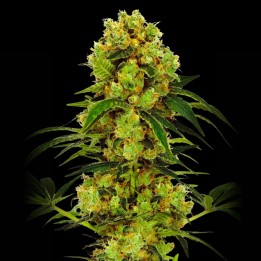 Big Bud Strain - Feminized Cannabis Seeds