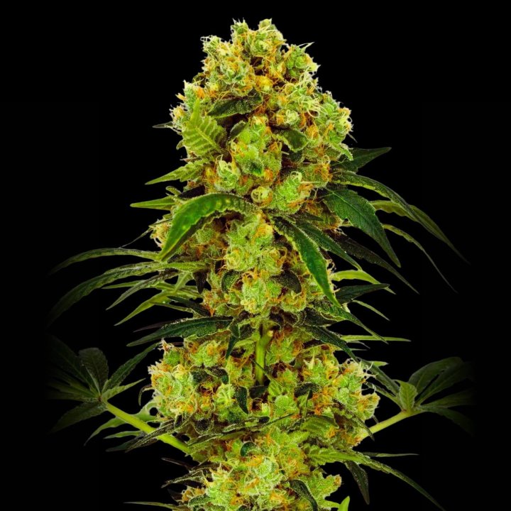 Big Bud Strain - Feminized Cannabis Seeds