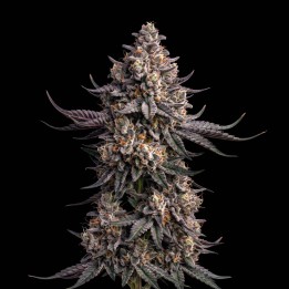 Black Domina