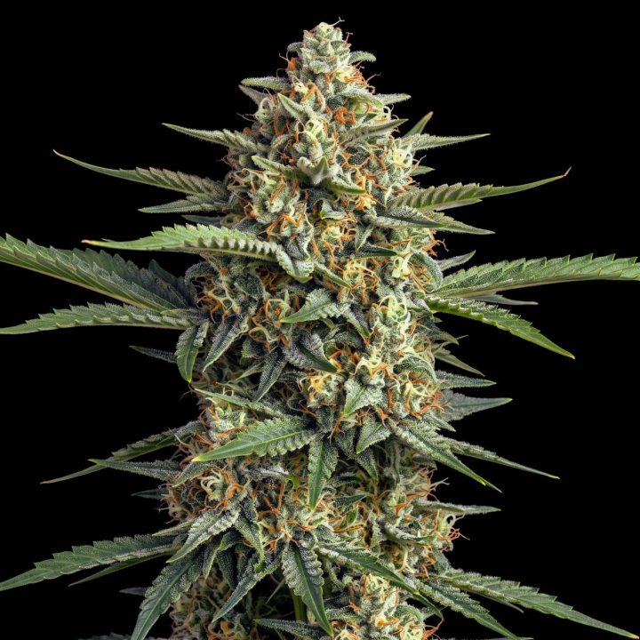 Devil Jack XL Auto