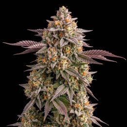 Blue Cheese Auto