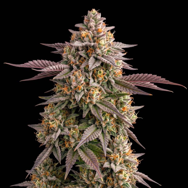 Blue Cheese Auto