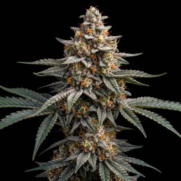 Blueberry Auto