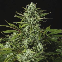 Cheese CBD Auto