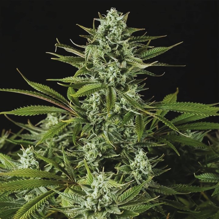 Cheese CBD Auto
