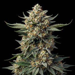 White Caramel Auto