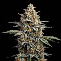 Girl Scout Cookies Auto