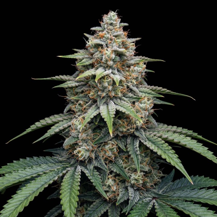 Critical Kush Auto