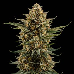 Hindu Kush Auto