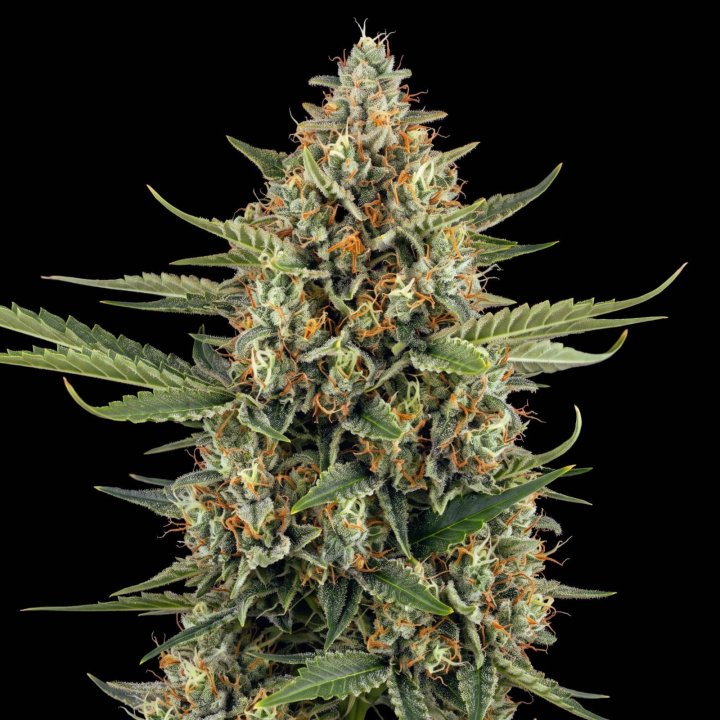 Jack Herer Auto