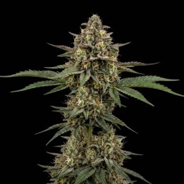 Blue Cheese