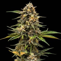 Mandarin Auto