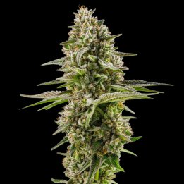 Northern Lights Auto - Autoflowering Cannabis Seeds