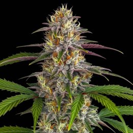Pineapple Express Auto