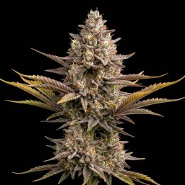 Strawberry Banana Auto
