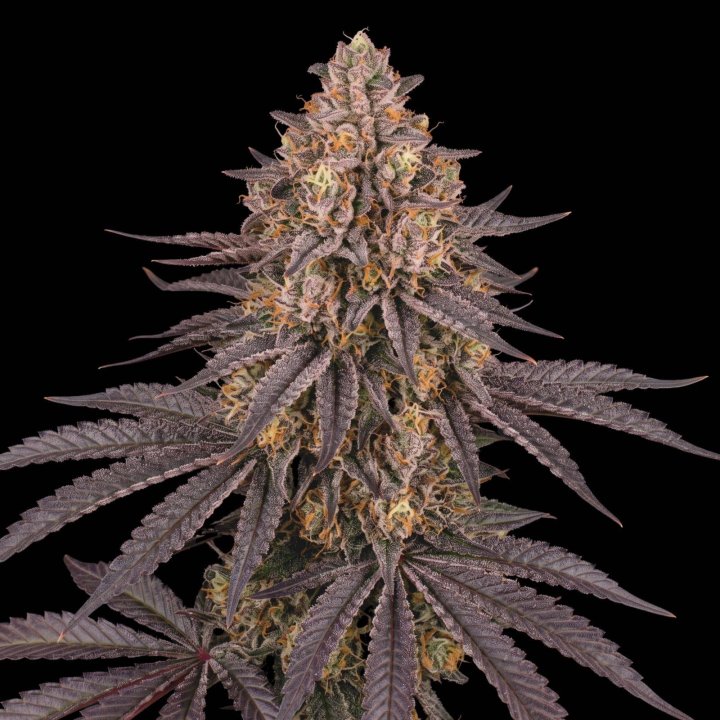 Runtz Muffin XL Auto