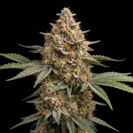 Somango Auto