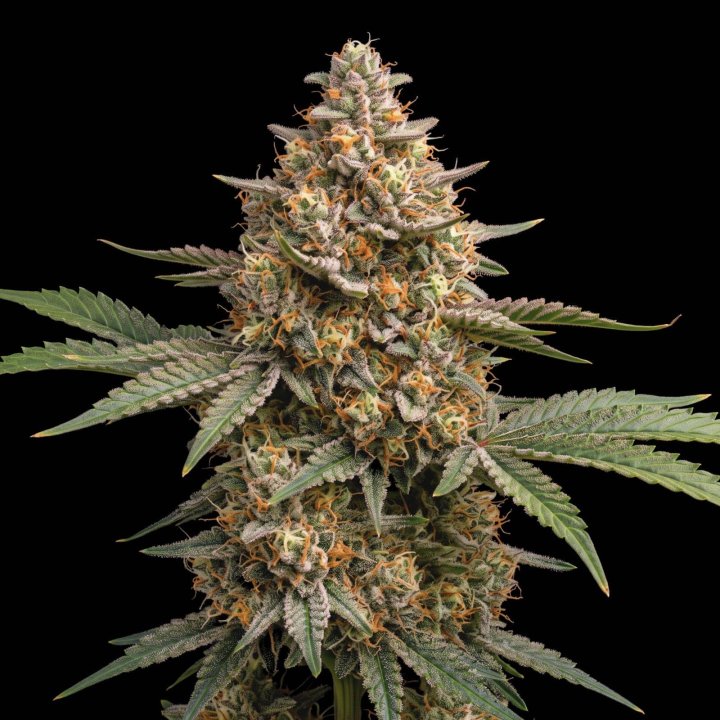 Somango Auto