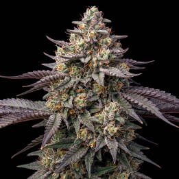 White Caramel CBD