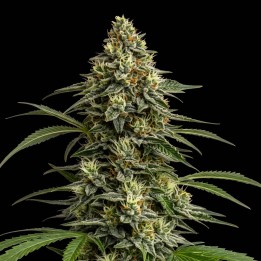 Amnesia Regular