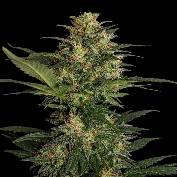 Deimos Auto
