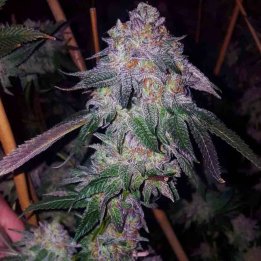 Cherry Cookies
