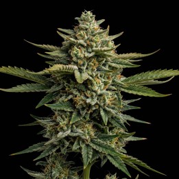 CBD Swiss Chocolate