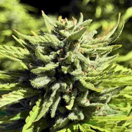 Raspberry Glue