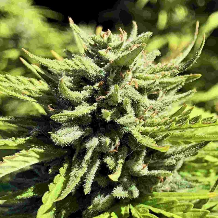 Raspberry Glue