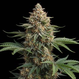 Wedding Cake Auto