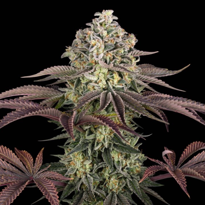 Grandaddy Purple