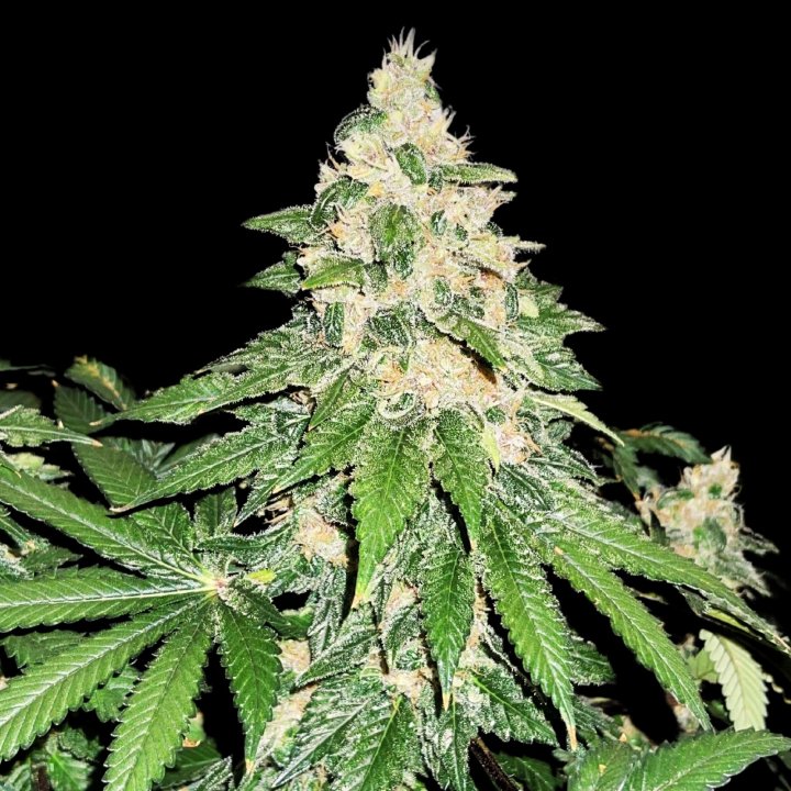 Gush Mints Weed Strain