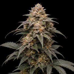 Bubble Gum