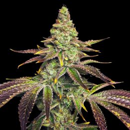 Chocolate Mint Chip Strain Weed