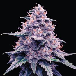 Horchata x OG Kush Weed Strain Seeds