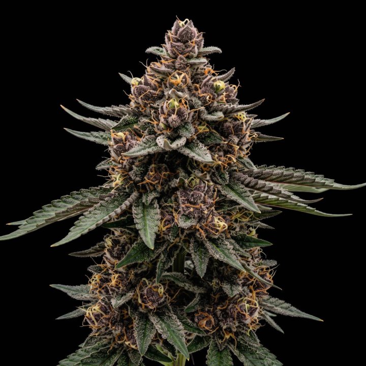Cookies OG