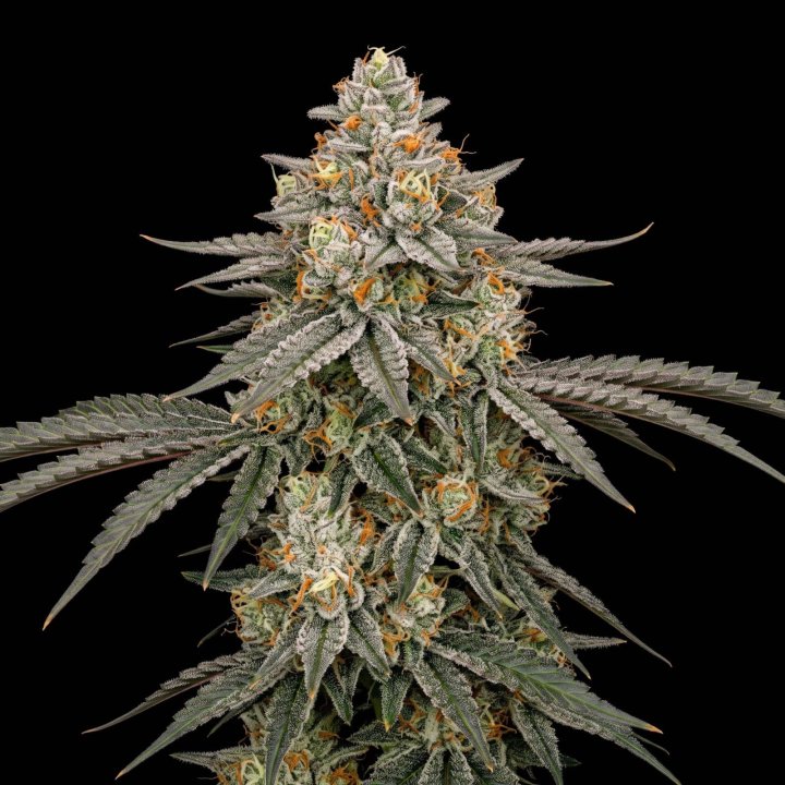 Cherry Punch