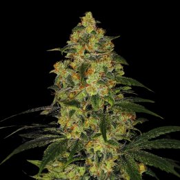Otter Popz Strain - Weed Feminized Seeds