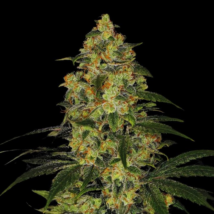 Otter Popz Strain - Weed Feminized Seeds