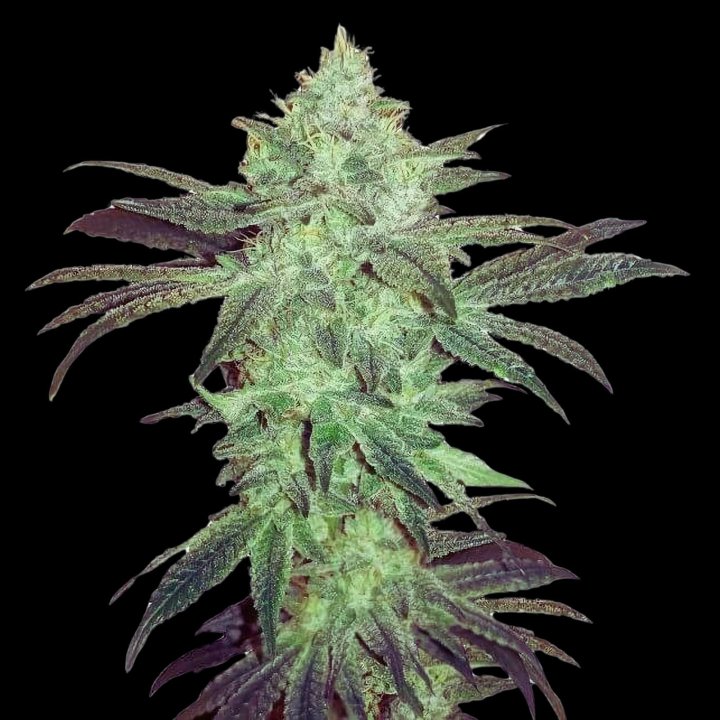 Super Gorilla Strain Weed Feminized Seeds