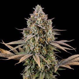 Sweet Afghan Auto
