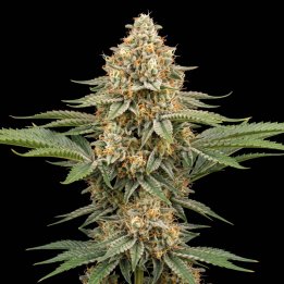 Sunset Sherbet Auto