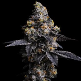 Acai Gelato Strain - Feminized Cannabis Seeds