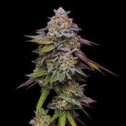 Pink Acai Strain - Feminized Cannabis Seeds