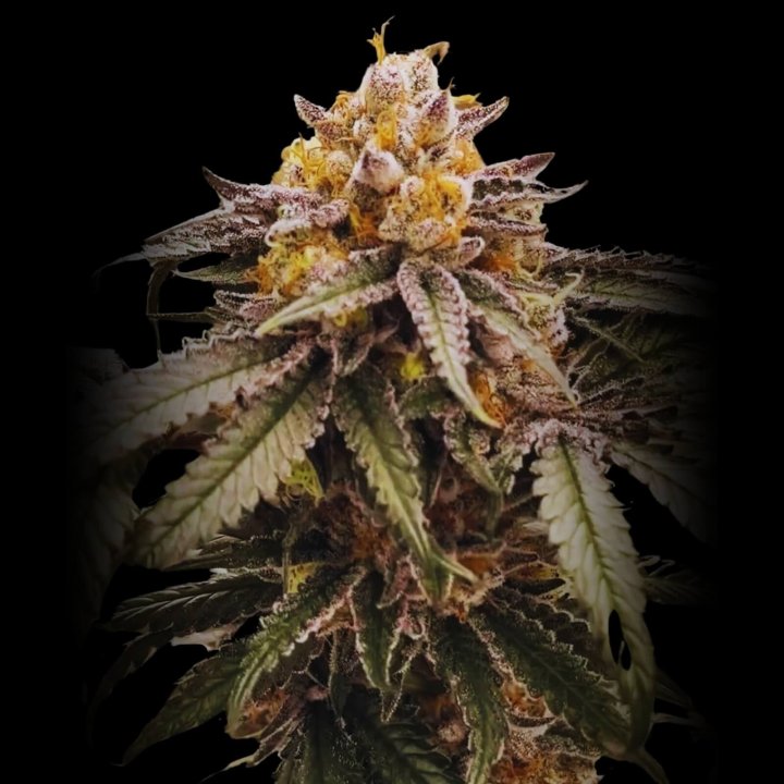 Lemon Acai Strain - Feminized Cannabis Seeds