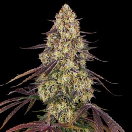 Kush Mintz Strain - Feminized Cannabis Seeds