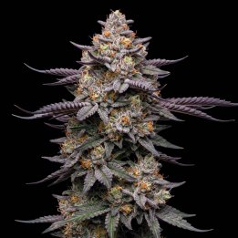 Purple Candy