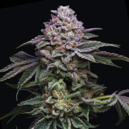 Melonade Strain - Feminized Cannabis Seeds - Bulk Genetics