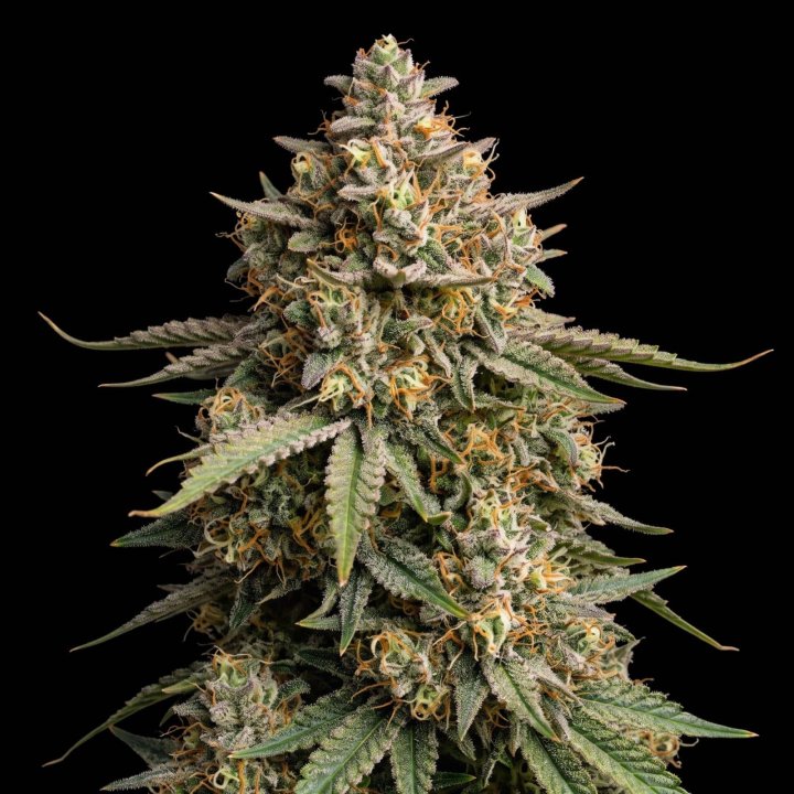 Agent Orange