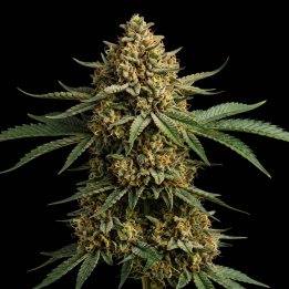 Chocolope Kush